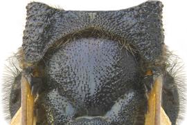   Sirex noctilio  mesoscutum; photo by H. Goulet, CNC 
